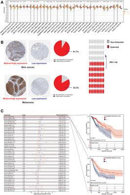 Characterizing the role of SLC3A2 in the molecular landscape and immune microenvironment across human tumors